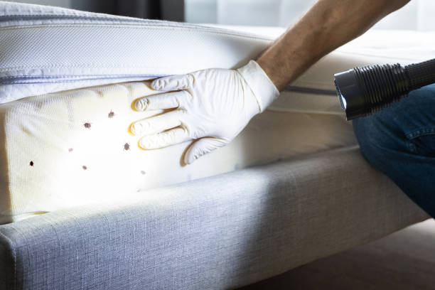 Pest Control for Restaurants in Westminster, LA