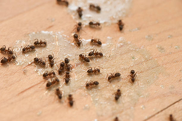 Best Best Pest Control Companies  in Westminster, LA